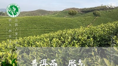 普洱茶 胀气/2023042941825